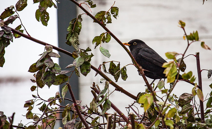 Blackbird perched on a branch with green leaves