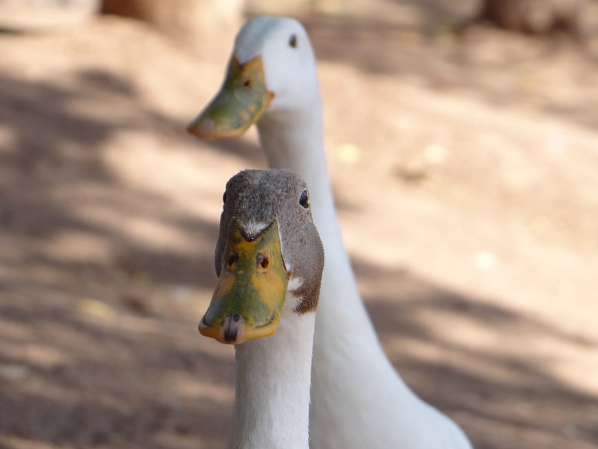 Close-up of Two White Ducks with Yellow Beaks