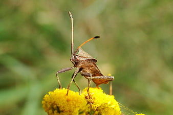 Close-up of a brown leaf-footed bug on a yellow flower