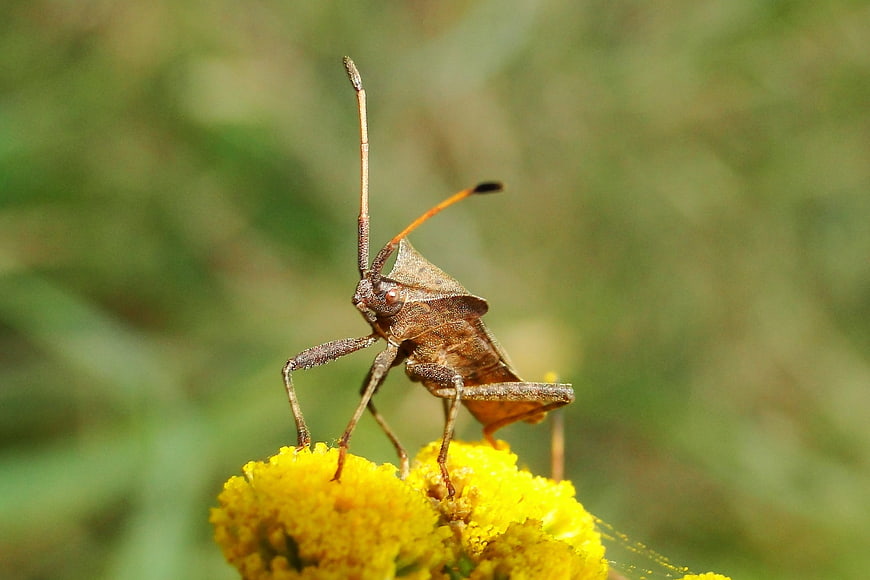 Close-up of a brown leaf-footed bug on a yellow flower