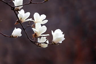 White Magnolia Blossoms on Branch Against Dark Blurred Background