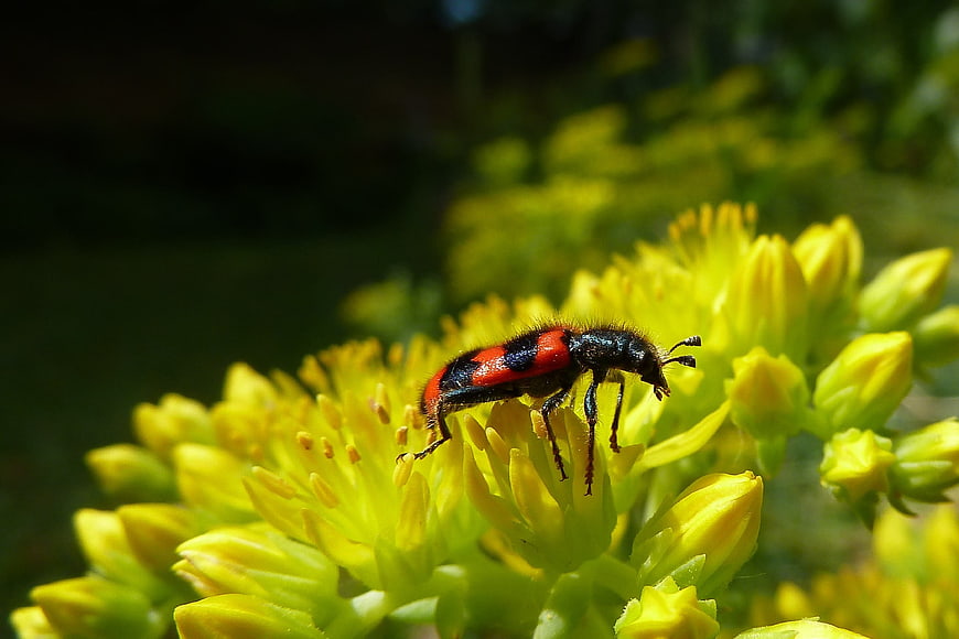 Close-up of a Red and Black Beetle on Yellow Flowers