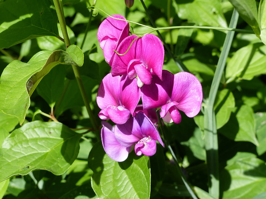Vibrant Pink Sweet Pea Flowers in Summer Garden