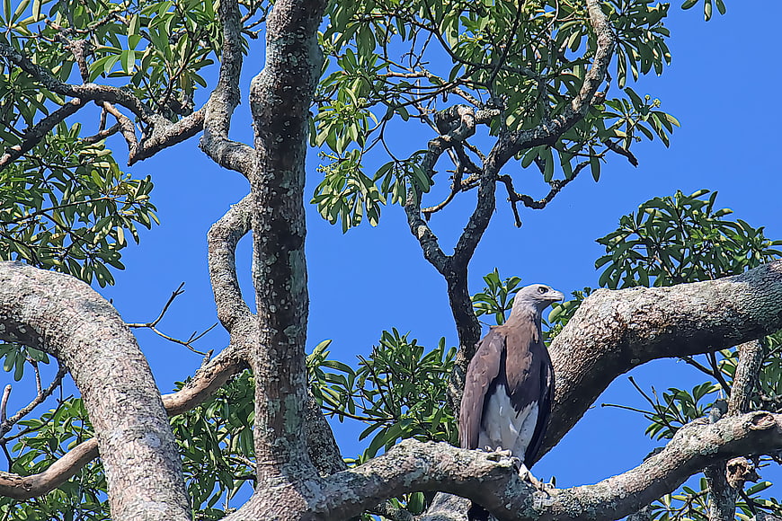Grey-headed Fish Eagle perched on tree branch against blue sky