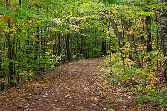 Peaceful Forest Trail Covered in Autumn Leaves