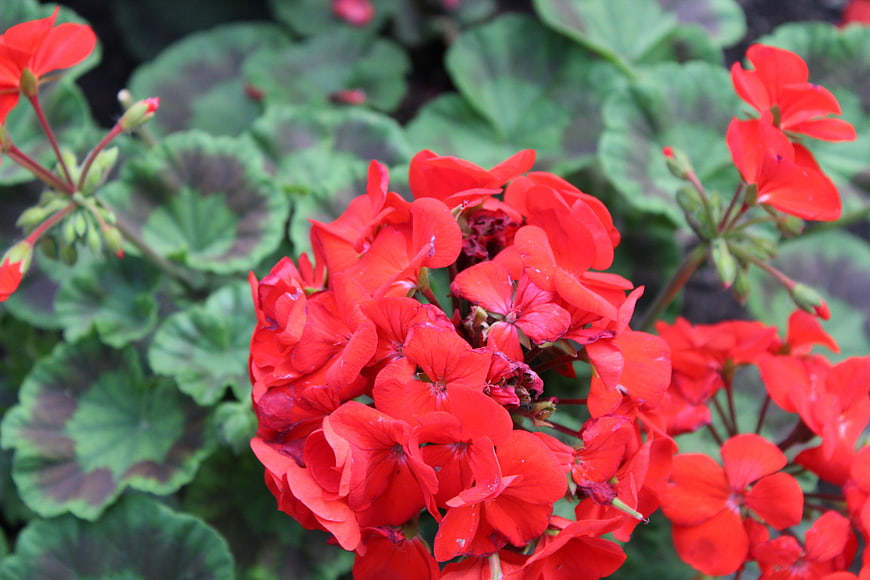 Vibrant red geranium flowers with green leaves