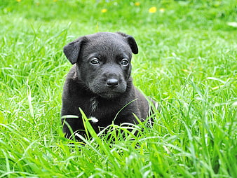 Cute black puppy sitting in green grass