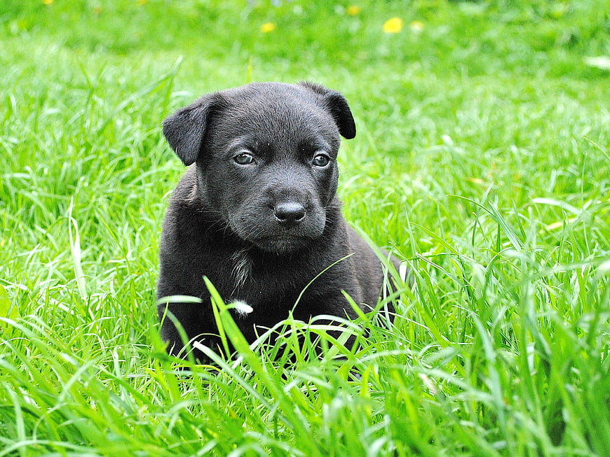 Cute black puppy sitting in green grass