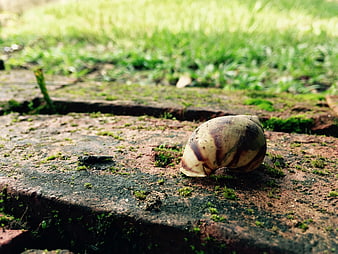 Close-up of a snail shell on mossy brick path