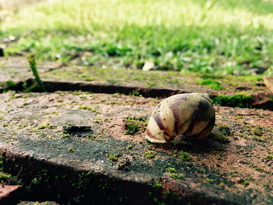 Close-up of a snail shell on mossy brick path