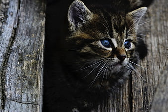 Cute Tabby Kitten with Blue Eyes Peeking from Wooden Planks