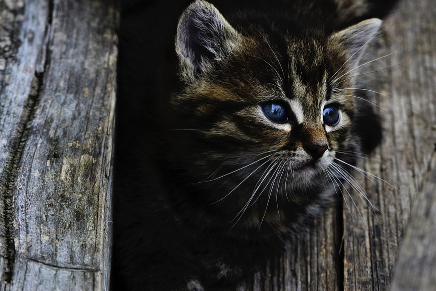 Cute Tabby Kitten with Blue Eyes Peeking from Wooden Planks
