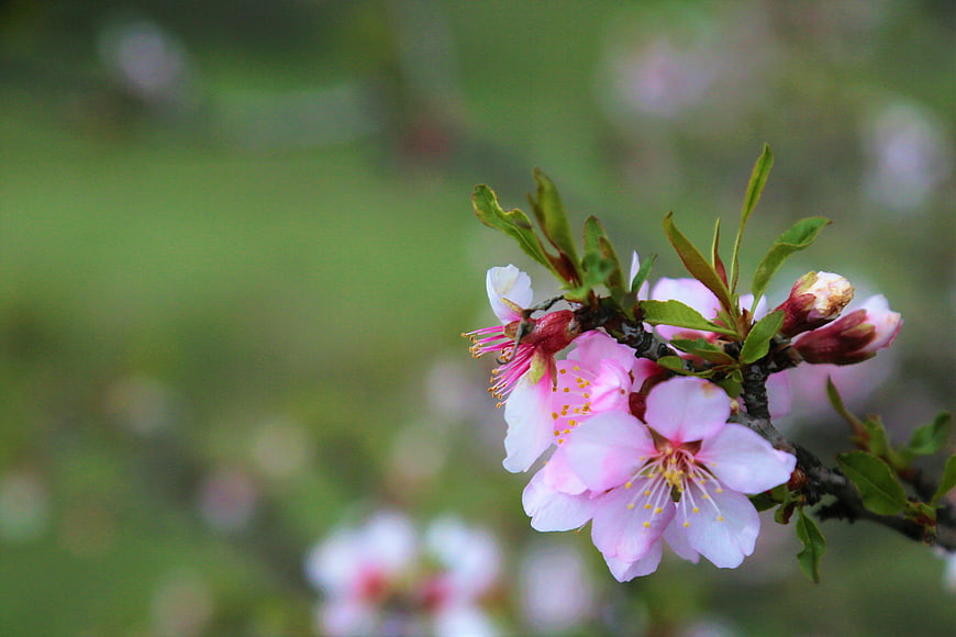 Pink Cherry Blossoms on Branch with Green Background