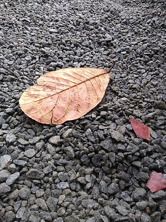 Dried autumn leaf resting on dark gray gravel texture