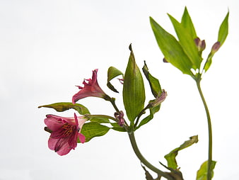 Pink Alstroemeria Flowers on White Background