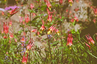 Red columbine flowers blooming in a sunny garden