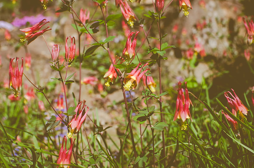 Red columbine flowers blooming in a sunny garden