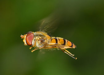 Close-up of a Hoverfly in Flight Against Green Background