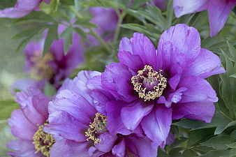 Close-up of vibrant purple peony flowers with yellow stamens