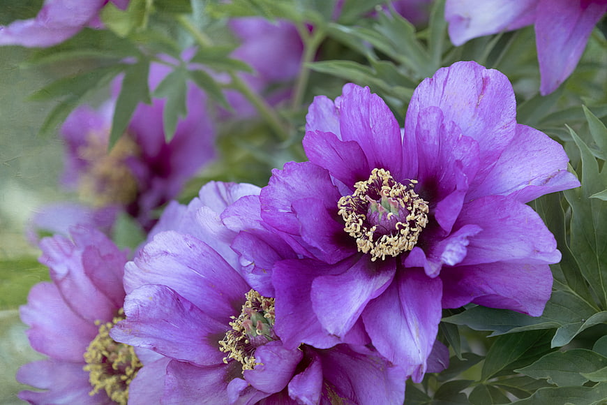 Close-up of vibrant purple peony flowers with yellow stamens