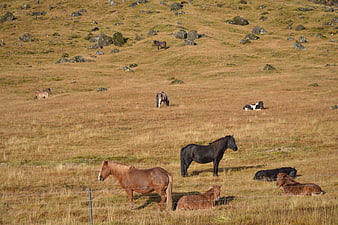 Horses grazing and resting in a grassy mountain pasture