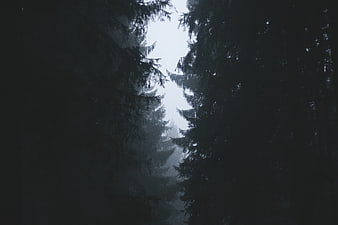 Dark Foggy Forest with Tall Pine Trees Silhouettes