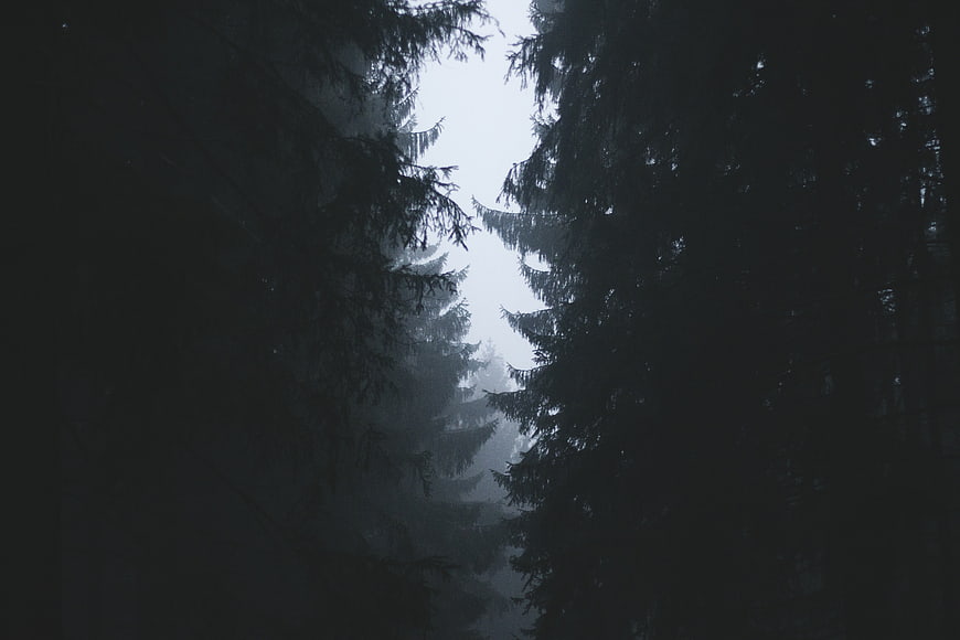 Dark Foggy Forest with Tall Pine Trees Silhouettes