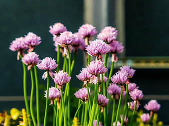 Close-up of blooming purple chive flowers in garden