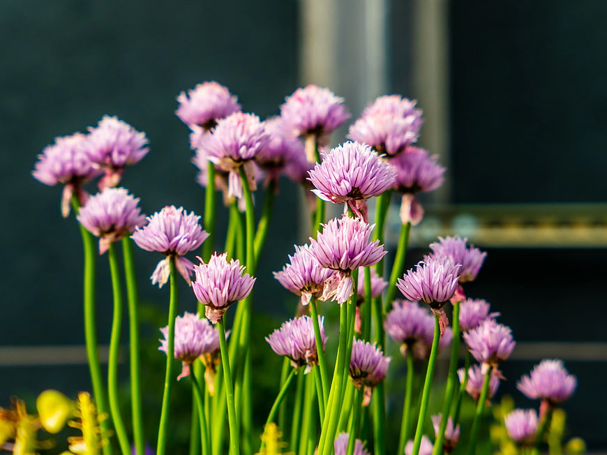 Close-up of blooming purple chive flowers in garden