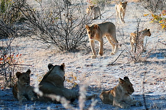 Pride of Lions Resting and Walking in African Savanna