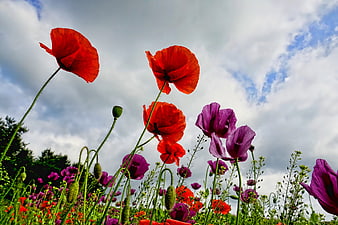 Vibrant Red and Purple Poppies Against Cloudy Sky