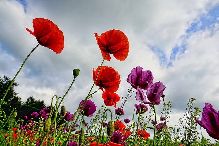 Vibrant Red and Purple Poppies Against Cloudy Sky