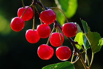 Ripe red cherries hanging on a tree branch with green leaves