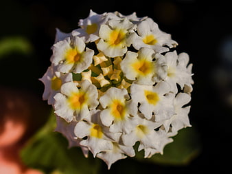 Close-up of white and yellow lantana flower cluster