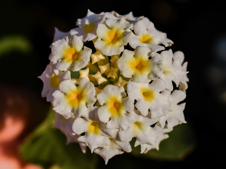 Close-up of white and yellow lantana flower cluster