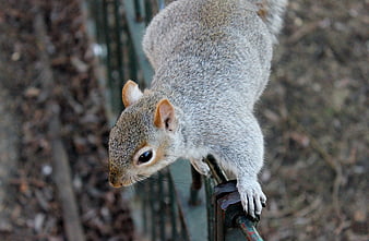 Gray Squirrel Perched on Metal Fence