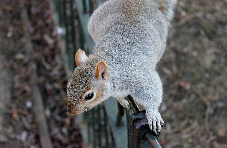 Gray Squirrel Perched on Metal Fence