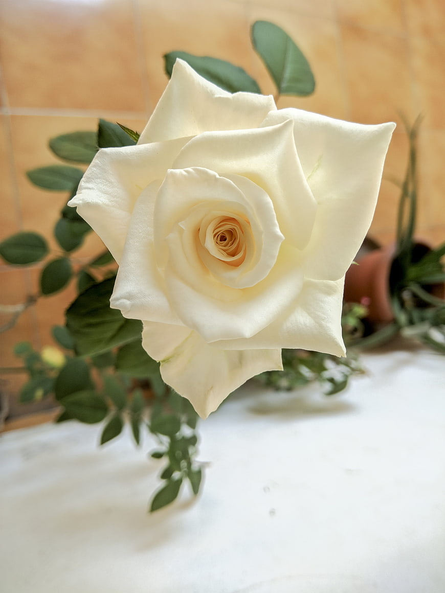 Close-up of a White Rose with Green Leaves