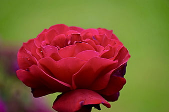 Close-up of a vibrant red rose with water droplets on a green background