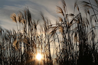 Silhouette of tall pampas grass against golden sunset sky