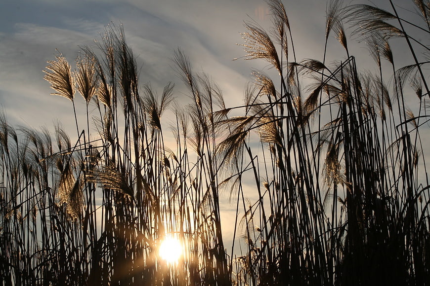 Silhouette of tall pampas grass against golden sunset sky