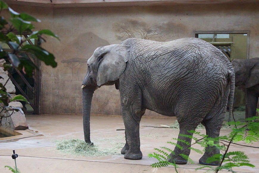 African Elephant Standing in Zoo Enclosure