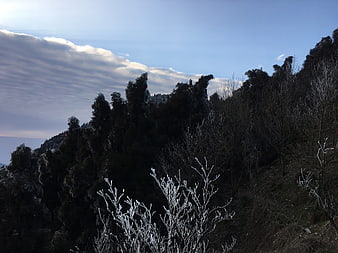 Frost-covered branches against a dark mountain forest landscape