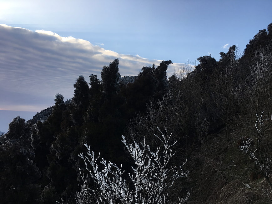 Frost-covered branches against a dark mountain forest landscape