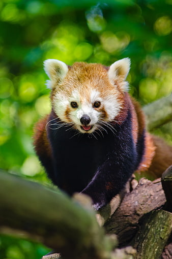 Cute Red Panda on Tree Branch in Forest
