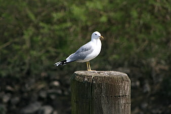 Seagull Perched On Weathered Wooden Post Against Blurred Green Background