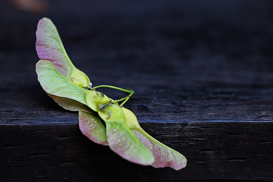 Green and Pink Maple Seeds on Dark Wood