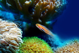 Small colorful fish swimming near vibrant coral reef underwater