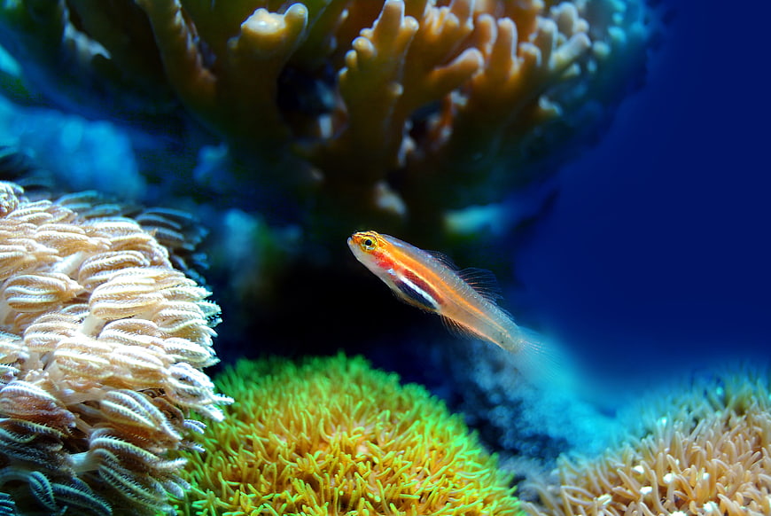 Small colorful fish swimming near vibrant coral reef underwater