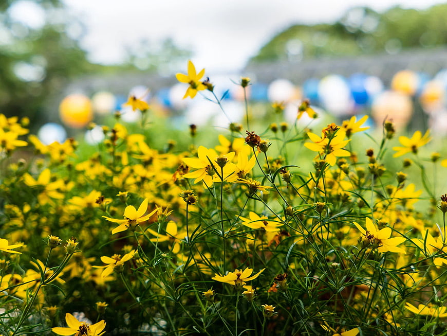 Vibrant Yellow Wildflowers in a Garden with Blurred Background